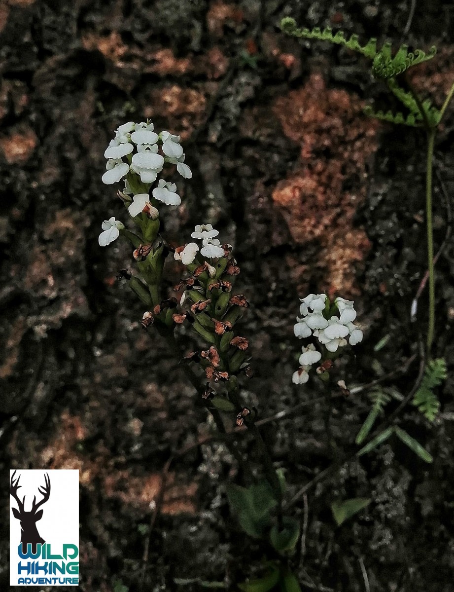 Peristylus brevilobus Thwaites